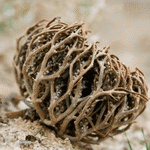 Brown dried Flower of Maryam plant curled into a round ball on sandy ground