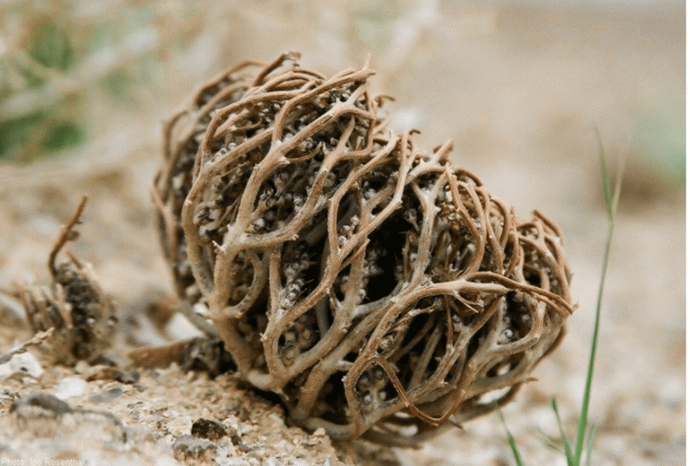 Brown dried Flower of Maryam plant curled into a round ball on sandy ground