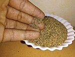Main tenant de petites graines de khella striées brun gris au-dessus d'une coupelle blanche
