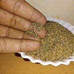 Hand holding small ridged grey-brown khella seeds above a white dish
