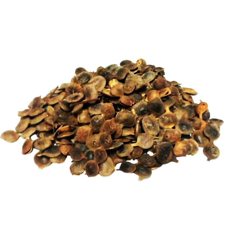 Loose brown dried Acacia nilotica pod pieces on a white background