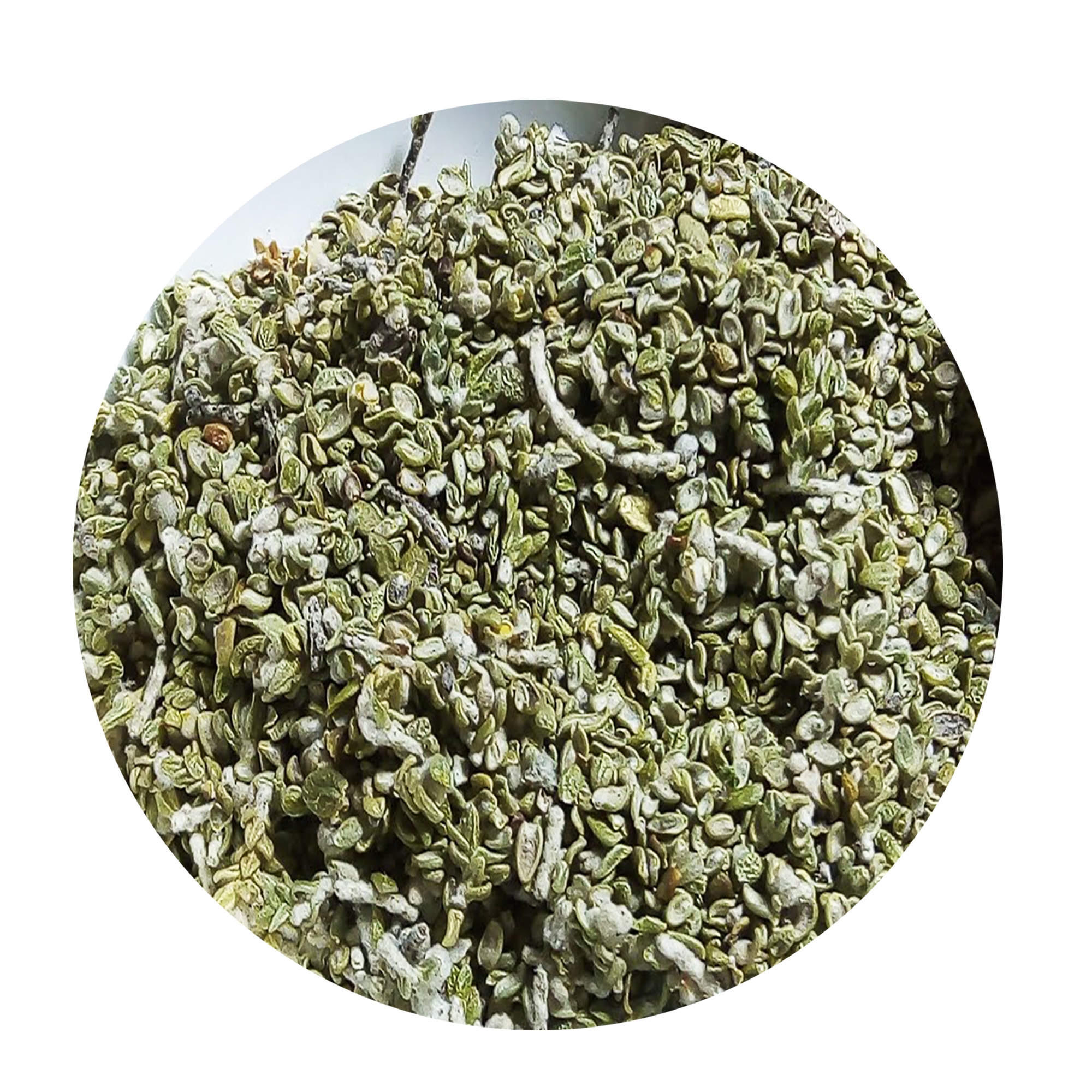 001-Moroccan-Natural-Thymelaea-Hirsuta-Herb-2 Close-up of loose dried sage-green Metnane leaves mixed with pale woolly shoots, shown in a round frame on a white background