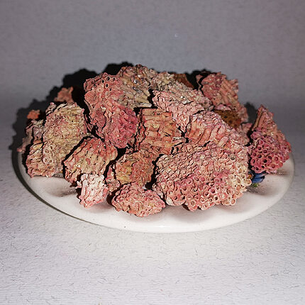 Reddish-pink porous Dragon's Blood resin pieces piled on a white plate