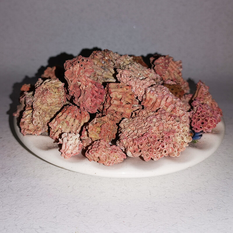 Reddish-pink porous Dragon's Blood resin pieces piled on a white plate