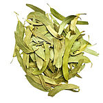 Loose long narrow dried eucalyptus leaves in soft green and olive tones on a white background