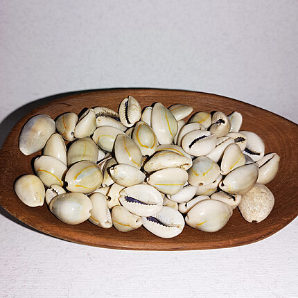 Coquillages cauris entiers ivoire et jaune pâle disposés dans un bol en bois