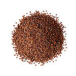 Graines de quinoa rouge brun en vrac disposées sur un fond blanc