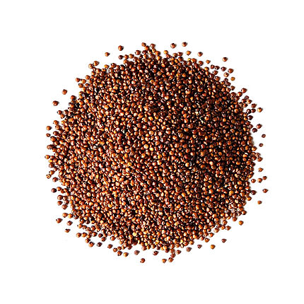 Loose reddish-brown quinoa seeds arranged on a white background