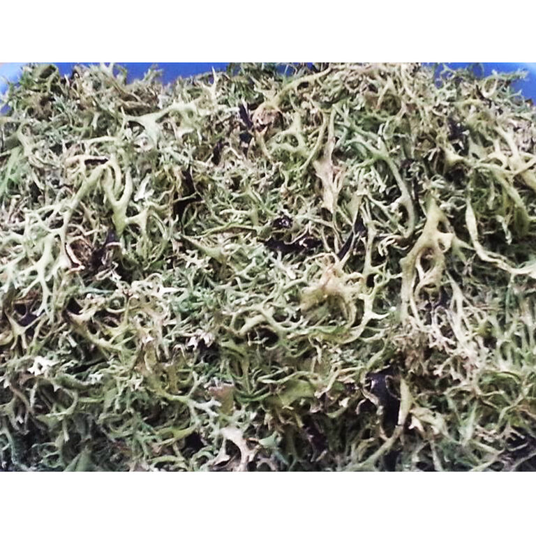 Close-up of loose pale green, olive and beige finely branched lichen-like material against a blue background
