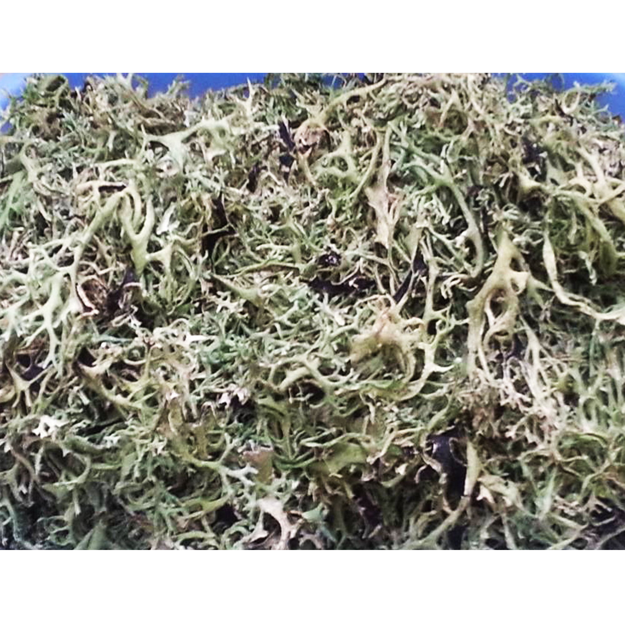001-v-68 Close-up of loose pale green, olive and beige finely branched lichen-like material against a blue background