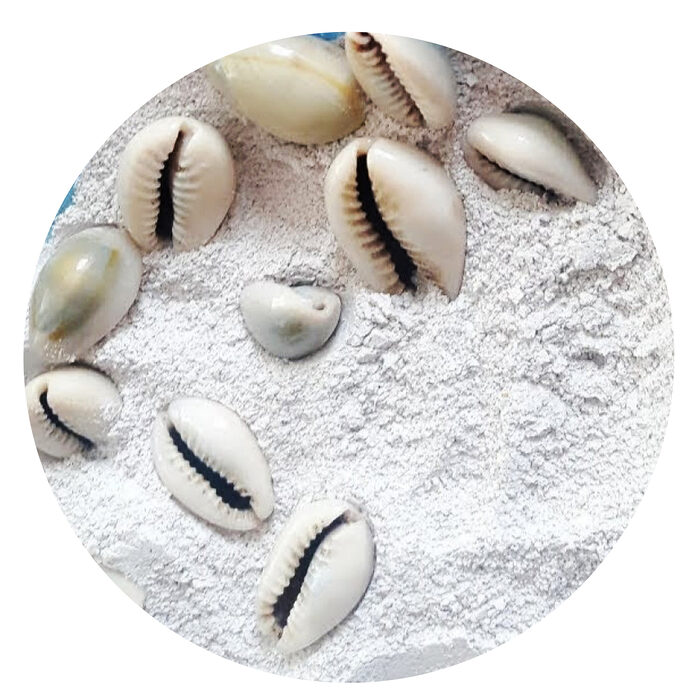 Fine poudre claire de coquillage cauri entourée de cauris entiers