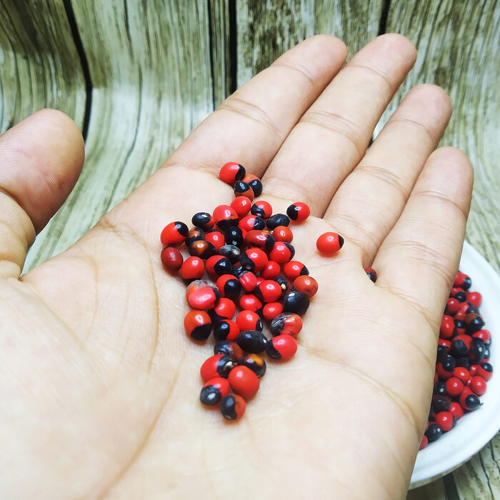 Hand holding red-and-black Abrus precatorius seeds above a bowl of loose seeds